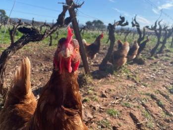 Une Poule dans la ferme bio