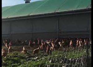 Producteur Dœufs Bio De Qualité Dans Les Alpes Maritimes